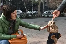 被摩托车碾轧截肢的可怜狗狗，却坚强的“站起来了”图片