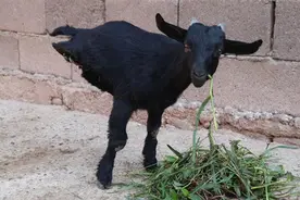 这个羊只有两条腿，但它现在生活得很好，还可以自己走路图片