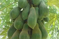 木瓜竟然更合适男人吃？这六大功效男人要记牢图片