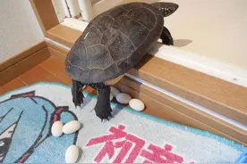 回到家发现乌龟下了好多蛋，不想再养乌龟的他直接把蛋给煎了图片