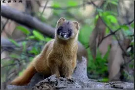 奇灵异事二：为什么老人常说看到黄鼠狼不吉利图片