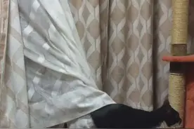 小猫被困在窗帘里很让人担心，但它下一秒的神级逃脱术却让我笑喷图片