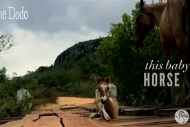 男子发现小马受困桥上动弹不得，接下来的画面让人感到超暖心图片