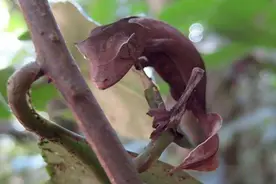 难得一见的奇特热带雨林动物图片