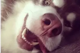 颜值爆表的阿拉斯加，去到哪里都是万众瞩目的焦点！图片