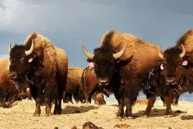 难以置信！天生近视眼的北美野牛成为美国国兽图片