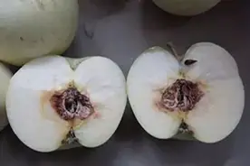 苹果霉心病防治有技巧图片