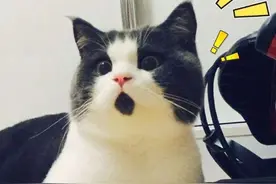 厦门出现支付宝口令诈骗！这8个数字不能随便给别人！图片