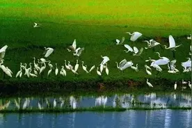 鄱阳湖湿地加大巡护力度｜南昌17条公交停开图片