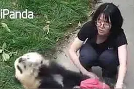 熊猫生活太滋润：泡最美得妞 骑最“烈”的马图片