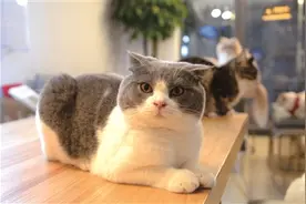 猫来了！喵！杭州一下子开了十几家“猫咖”图片