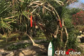 【新时代新气象新作为】会流血的树——海南龙血树(组图)图片