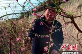 新疆托克逊：冬日温室大棚桃花、李子花分外艳图片