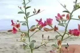 「微重点」新疆南疆常见荒漠野生植物，看看你认识多少种图片