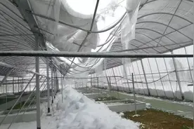 一位资深种植户分享的防雪避灾方法：要主动应对，勿心存侥幸！图片