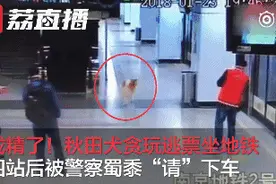 成精了「汪星人“逃票”乘地铁」人类已经无法阻止它们的脚步图片