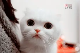 怎样将宠物从国外带回家？携带宠物入境流程看浙里图片