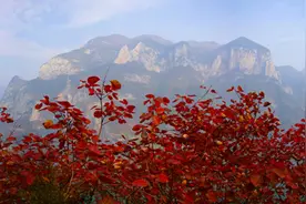 摄影故事——又到巫山红叶时图片