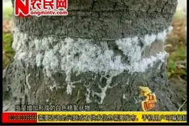 苹果树环剥口上出现白棉絮，这是什么病害？