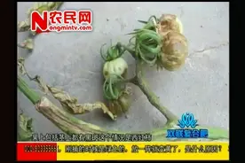 西红柿果实和茎秆都出现黑斑，这是什么原因造成的？视频封面