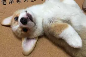 以后宠物可以和你一起坐飞机了！飞这些地方的航班最先享受~图片