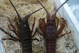 湖南首次进口墨西哥龙虾图片