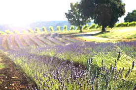 情人节，饮一杯粉红色的浪漫主义图片