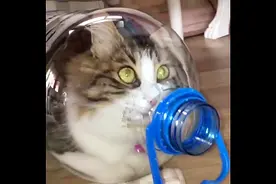 装在瓶子里的猫！我的喵啊，你是怎么钻进去的？视频封面
