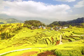 望眼全国，这里的油菜花开得最早！宜宾屏山中都镇视频封面