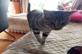 猫咪偷看我，我咳嗽一声，猫咪立即不好意思的来到我身边