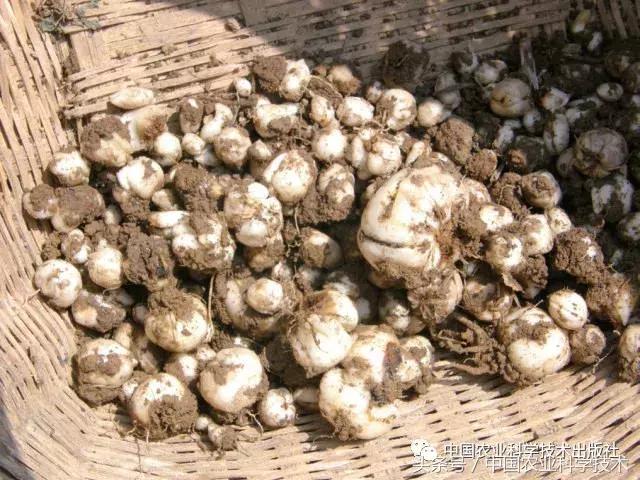 好书必读｜1791个“农产品地理标志”产品都在这套书里！