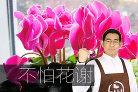 仙客来花谢后死苗？教你这样处理，来年又开得满满的！视频封面