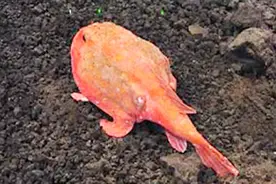 神秘的海洋生物，长着4只脚，像蝌蚪又像鱼，看到人还不怕！视频封面