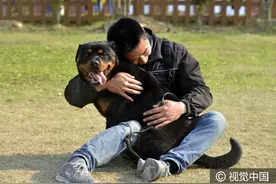 实拍斯巴达犬训基地：将犬当作亲密的伙伴和自己的灵魂图片