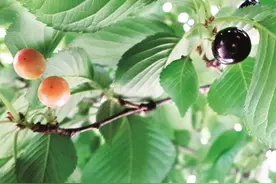 樱花樱桃虽近亲果实味道大不同 樱花果勿摘食图片