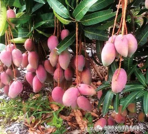 好书必读｜1791个“农产品地理标志”产品都在这套书里！