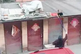 太暖心！阿姨每天定时举着塑料袋往车棚顶上扔，竟是为了它们