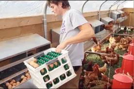 原来养鸡场是这样清洁鸡蛋的，难怪超市里的鸡蛋都那么漂亮！