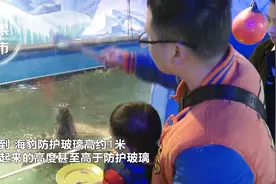 “海立方”海洋馆海豹观赏区突发伤人事件 温顺海豹跃起咬人瞬间视频封面