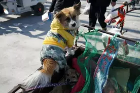 涨知识：中国人什么时候开始养狗的？这些与狗有关的知识你该知道图片