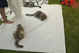 主人和猫咪睡一个房间，看下猫咪一晚都是怎么过的，好温馨啊！