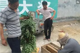 郑州一村庄万余只蜜蜂盘旋密密麻麻 众人乱躲图片