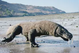 [绿色时空] 揭秘科莫多巨蜥（上）20160515图片