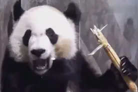 大熊猫是怎么吃甘蔗的！最后一点渣都不剩全吞下去了！视频封面