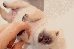 健康|狗妈妈生宝宝～产前、产后护理指导图片