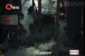 很短很新鲜：大爷养鼠当宠物 人面鲤鱼有“鼻子”有“眼”图片