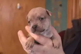 温馨小狗出生仅5天成孤儿，有爱猫妈妈抚养它长大！图片