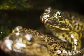 穿岩山里的“妖怪婆”图片