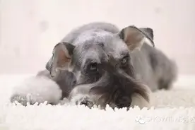 告诉你，它们为什么要剪耳断尾图片