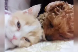 猫猫狗狗一起长大的后果，狗狗走路蹦蹦跳跳的，猫猫也不高冷了视频封面